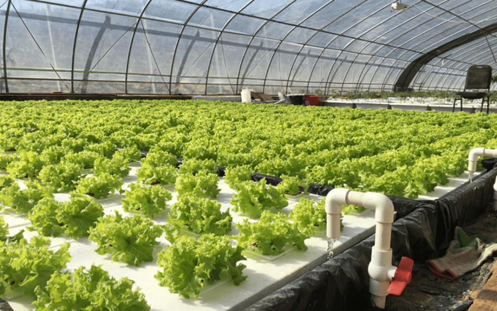 A hydroponic greenhouse