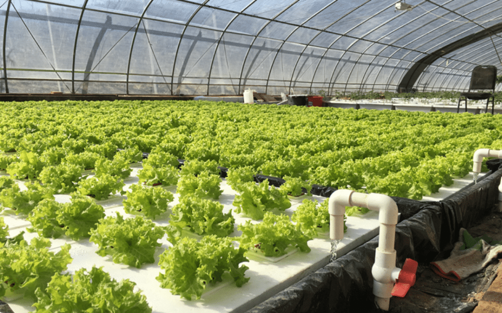 How to maintain ph level for hydroponics Apure