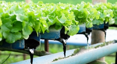 How to maintain ph level for hydroponics