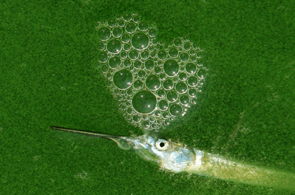 The water body is eutrophication