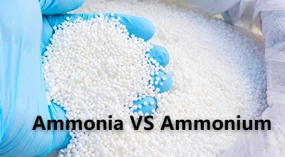 Ammonia vs ammonium