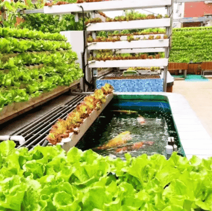 What is aquaponics