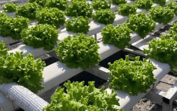 What is hydroponics