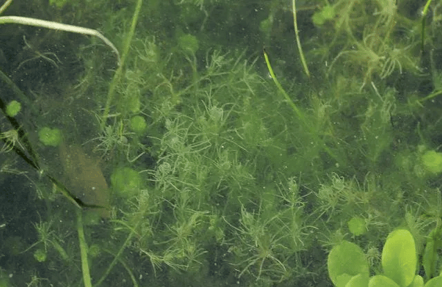 Algae grow