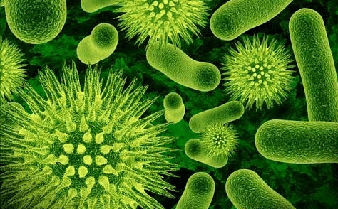 Algae and Bacteria in Pools