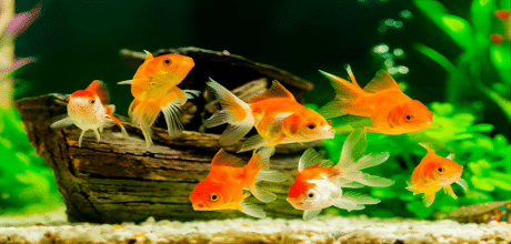 How To Lower Alkalinity in Fish Tank?