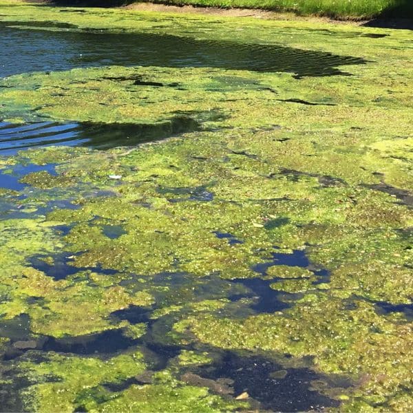 One of the water hazards of low dissolved oxygen is the growth of algae.