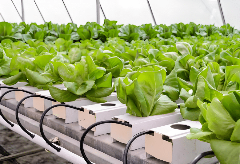 Mass hydroponics for vegetable agriculture