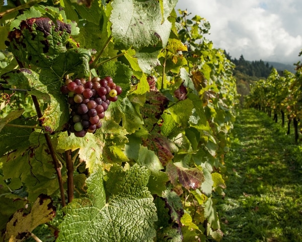 The growth of grapes is related to the pH of the soil